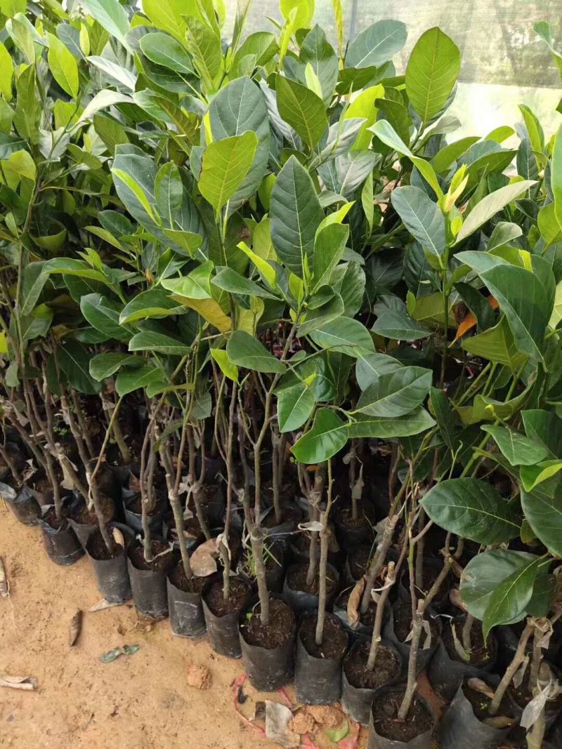 海南菠萝蜜苗马来西亚一号泰国红肉菠萝蜜8号