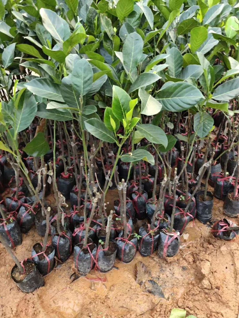 海南菠萝蜜苗马来西亚一号泰国红肉菠萝蜜8号