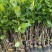 海南菠萝蜜苗马来西亚一号泰国红肉菠萝蜜8号