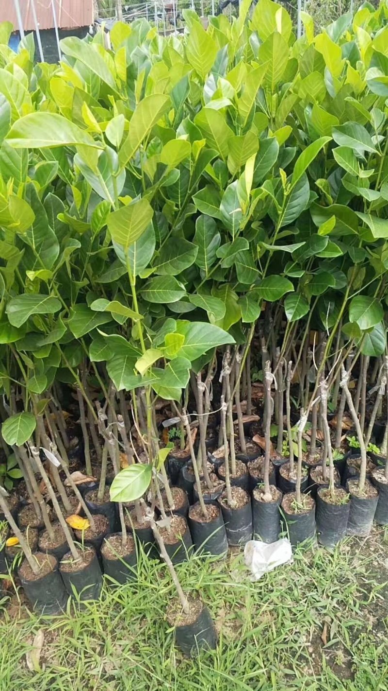 海南菠萝蜜苗马来西亚一号泰国红肉菠萝蜜8号
