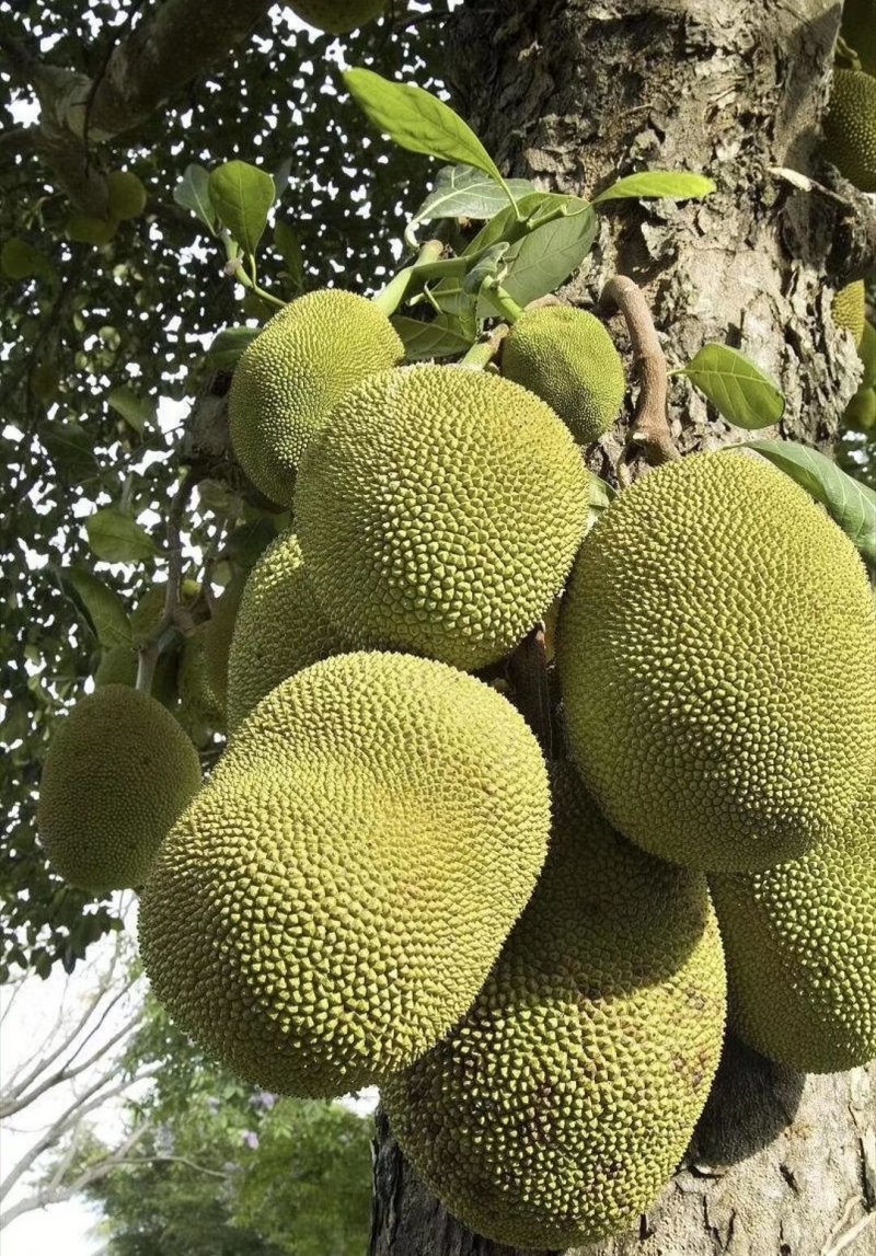 海南菠萝蜜苗马来西亚一号泰国红肉菠萝蜜8号