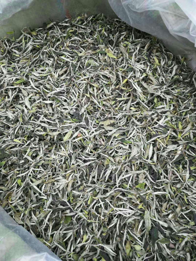 炒绿茶