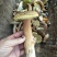 牛肝菌