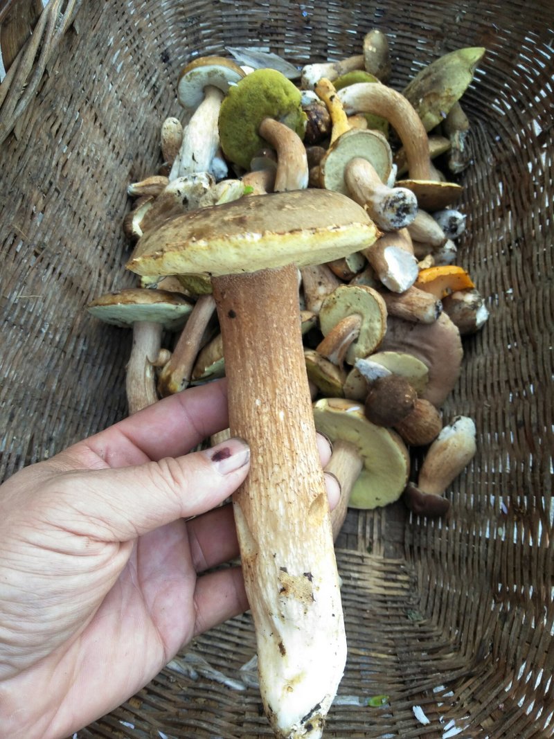 牛肝菌