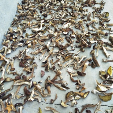 牛肝菌