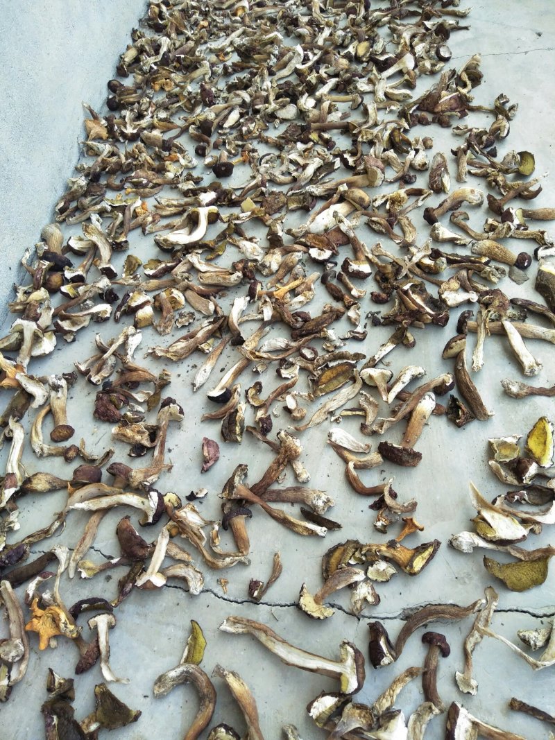 牛肝菌