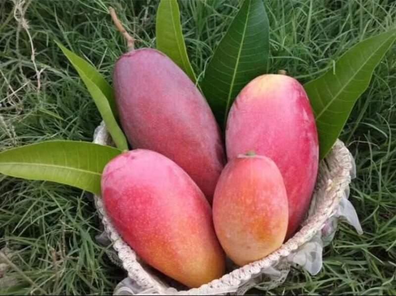 金煌芒果苗，桂七芒果苗等品种齐全