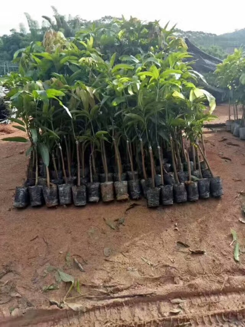 金煌芒果苗，桂七芒果苗等品种齐全