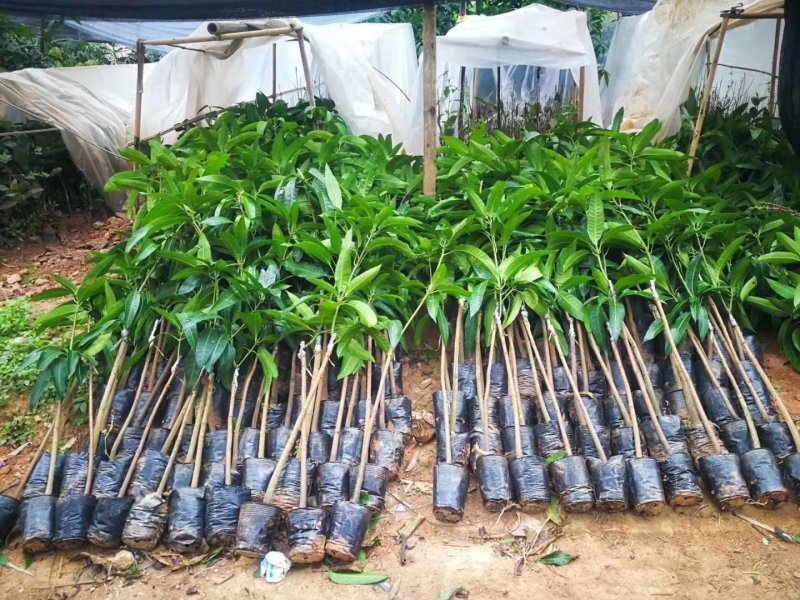 金煌芒果苗，桂七芒果苗等品种齐全