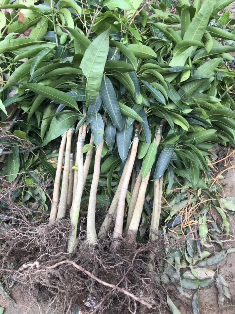 金煌芒果苗，桂七芒果苗等品种齐全