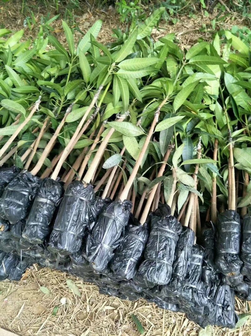金煌芒果苗，桂七芒果苗等品种齐全