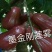 大叶红莲雾苗，黑金刚莲雾苗