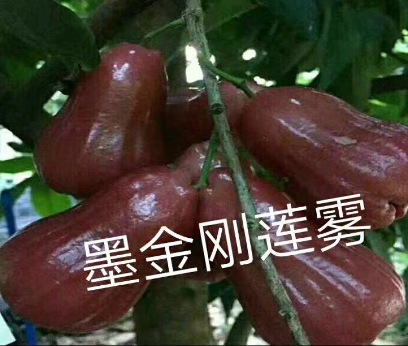大叶红莲雾苗，黑金刚莲雾苗