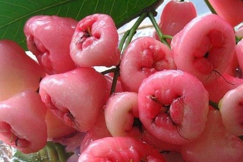 大叶红莲雾苗，黑金刚莲雾苗