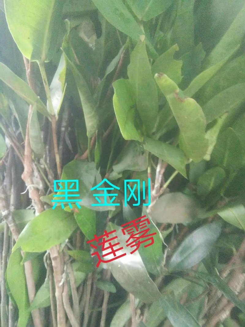 大叶红莲雾苗，黑金刚莲雾苗