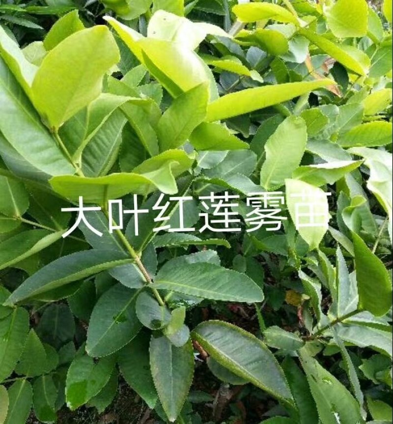 大叶红莲雾苗，黑金刚莲雾苗