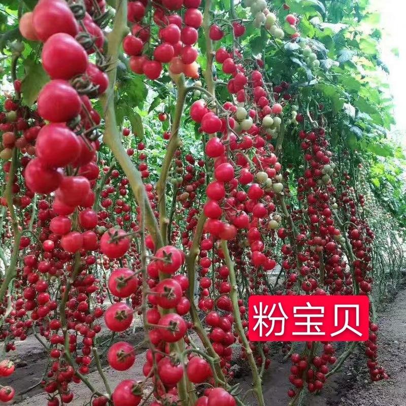 各色口感型西红柿种子（黄，粉，绿，紫，黑，红，番茄等）
