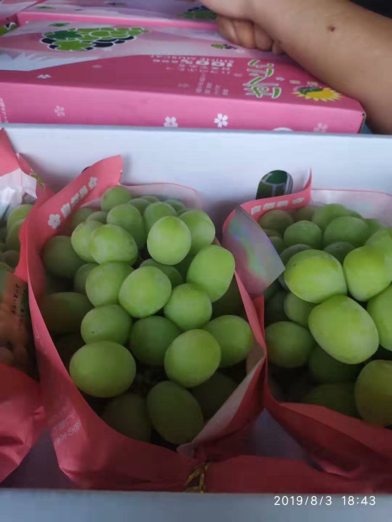 阳光玫瑰葡萄，香印、晴王葡萄，精品青提，货源充足，