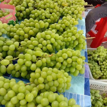 阳光玫瑰葡萄，香印、晴王葡萄，精品青提，货源充足，