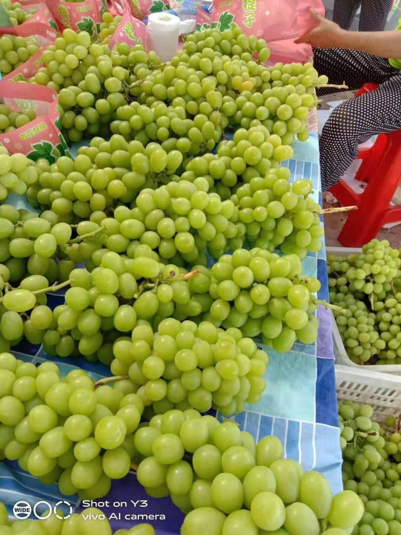 阳光玫瑰葡萄，香印、晴王葡萄，精品青提，货源充足，