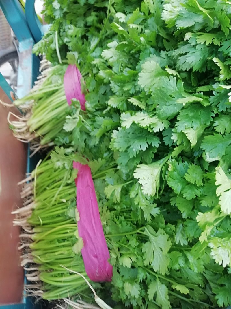 香菜大量上市产地直供价格美丽诚信经营需要的联系了