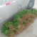 香菜大量上市产地直供价格美丽诚信经营需要的联系了