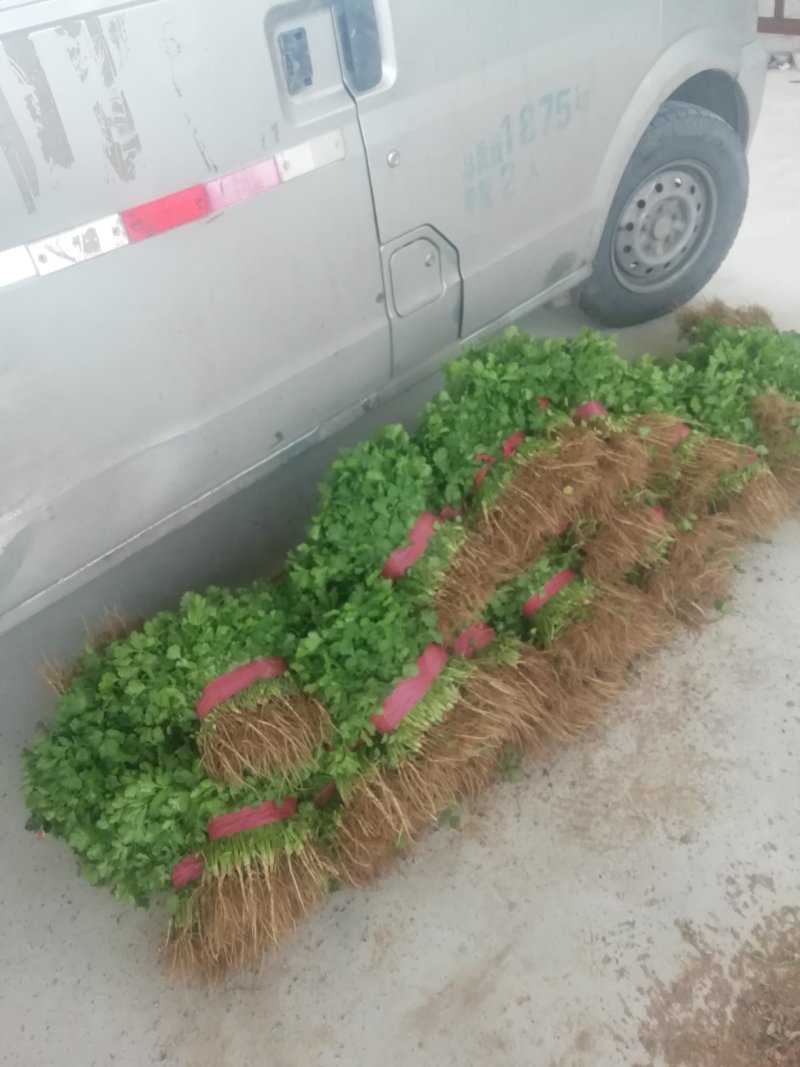 香菜大量上市产地直供价格美丽诚信经营需要的联系了