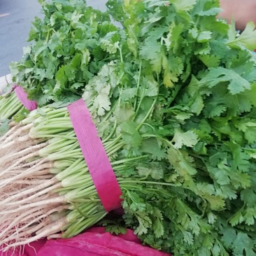 香菜大量上市产地直供价格美丽诚信经营需要的联系了