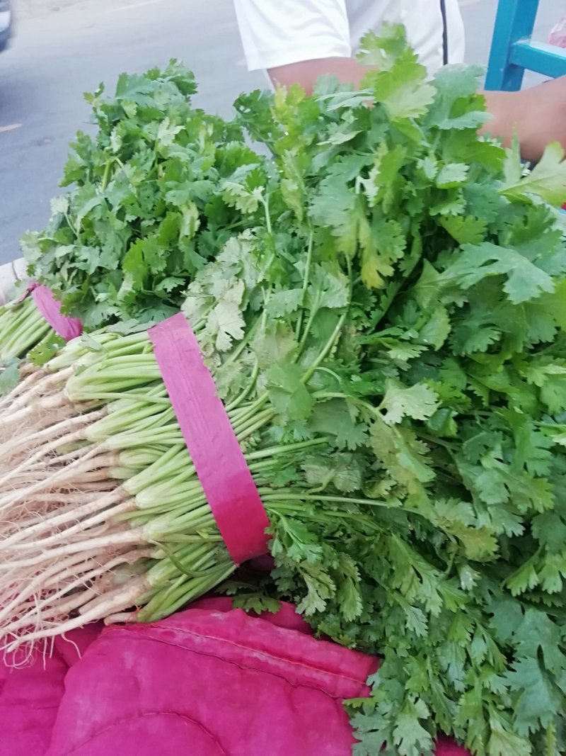 香菜大量上市产地直供价格美丽诚信经营需要的联系了