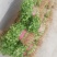 香菜大量上市产地直供价格美丽诚信经营需要的联系了