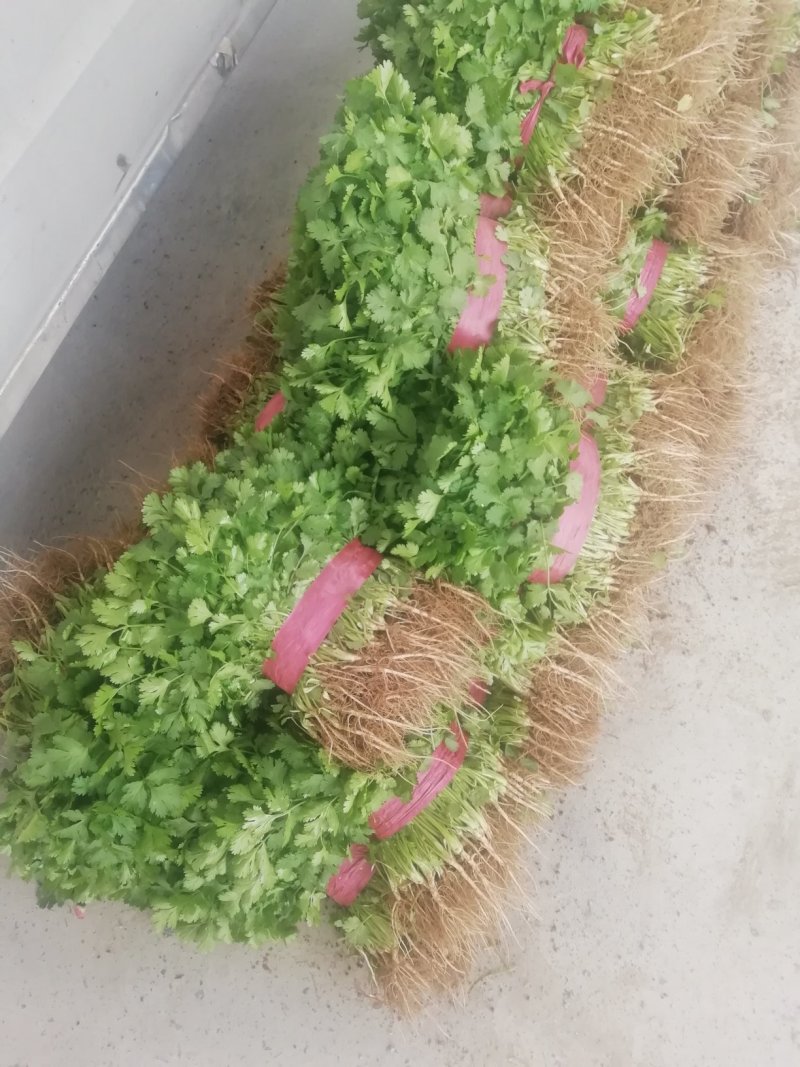 香菜大量上市产地直供价格美丽诚信经营需要的联系了