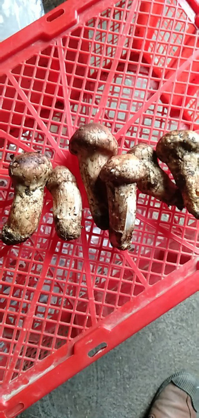 香格里拉松茸