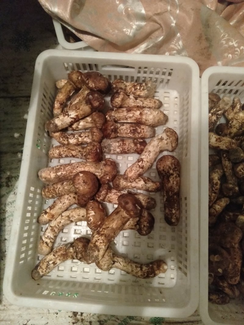 香格里拉松茸