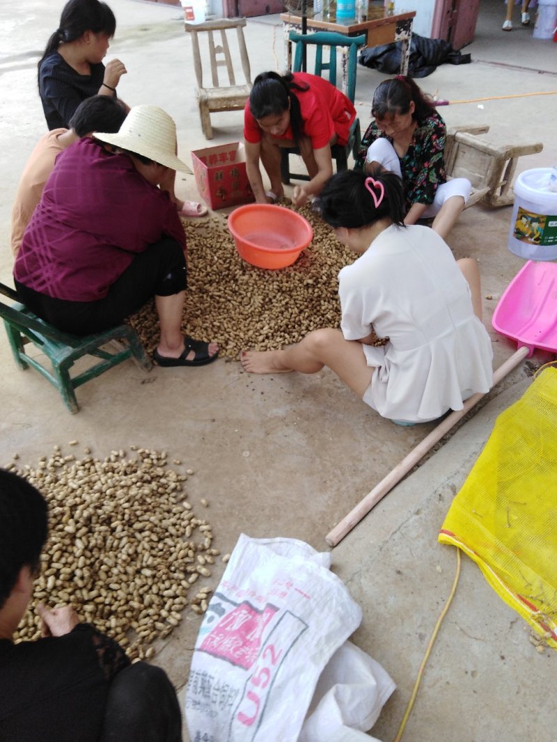 小白沙鲜花生精品花生全国发货保质保量欢迎咨询