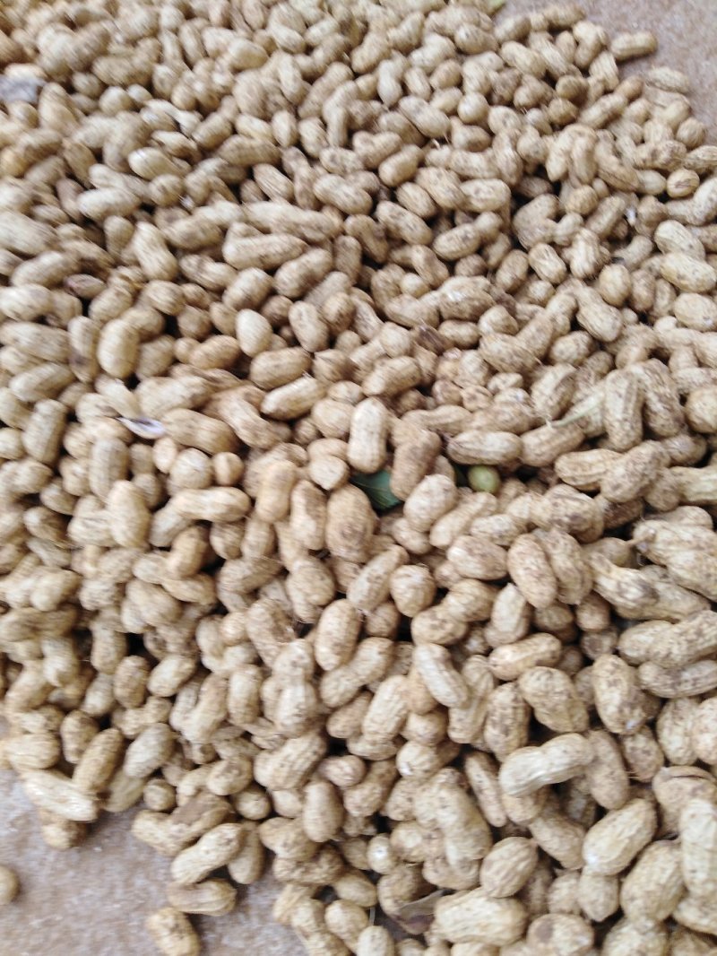 小白沙鲜花生精品花生全国发货保质保量欢迎咨询