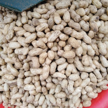 小白沙鲜花生精品花生全国发货保质保量欢迎咨询