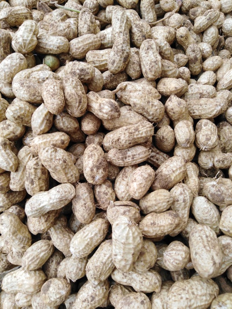 小白沙鲜花生精品花生全国发货保质保量欢迎咨询