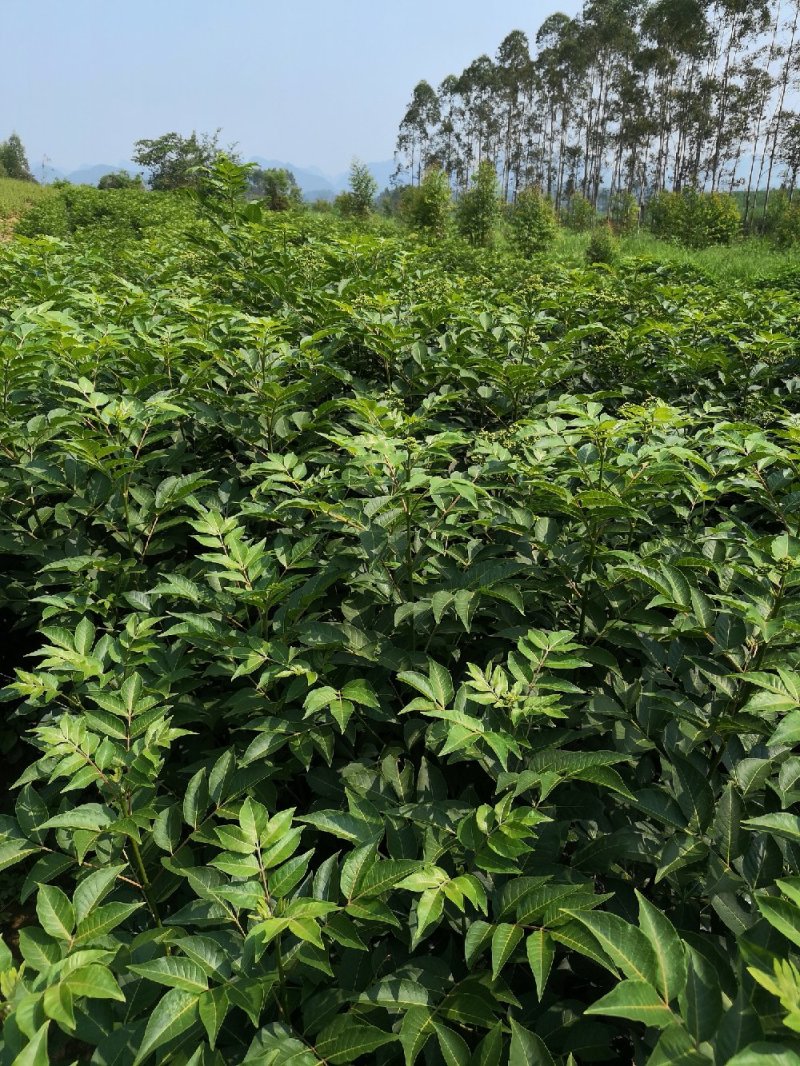 吴朱萸一年苗开始预订了，正宗广西改良中花