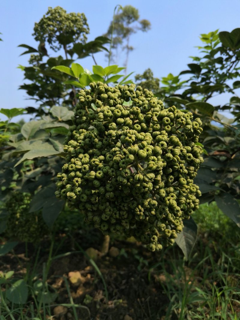 吴朱萸一年苗开始预订了，正宗广西改良中花
