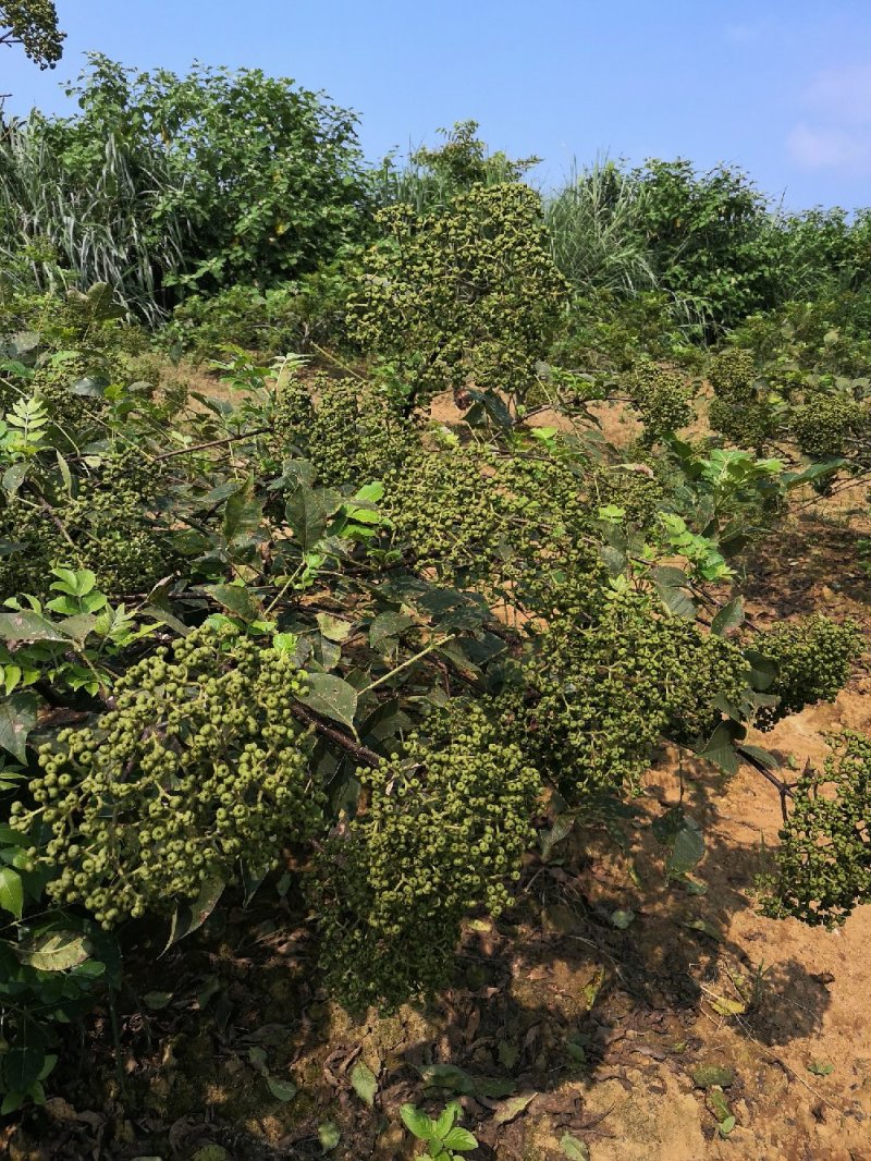 吴朱萸一年苗开始预订了，正宗广西改良中花