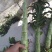 精品莴笋