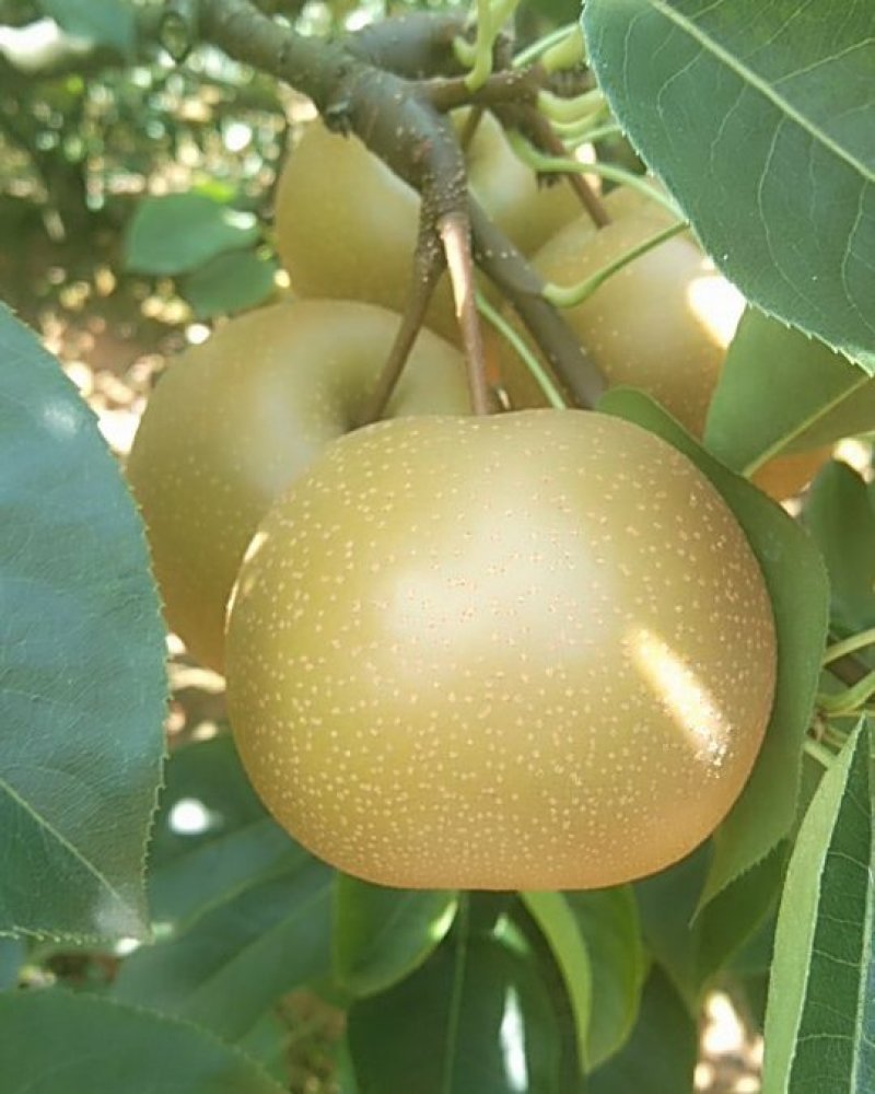 大量糖十朗出售