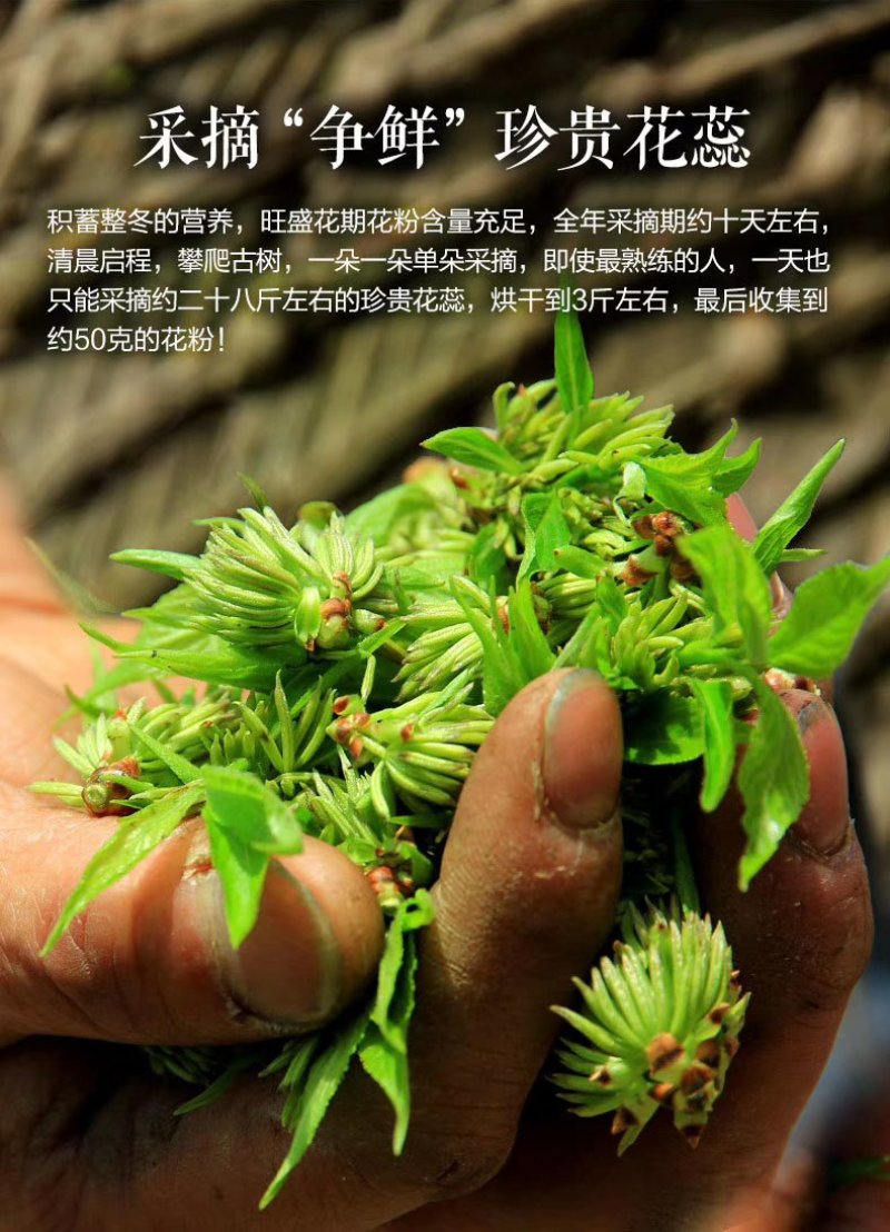 杜仲雄花粉精品