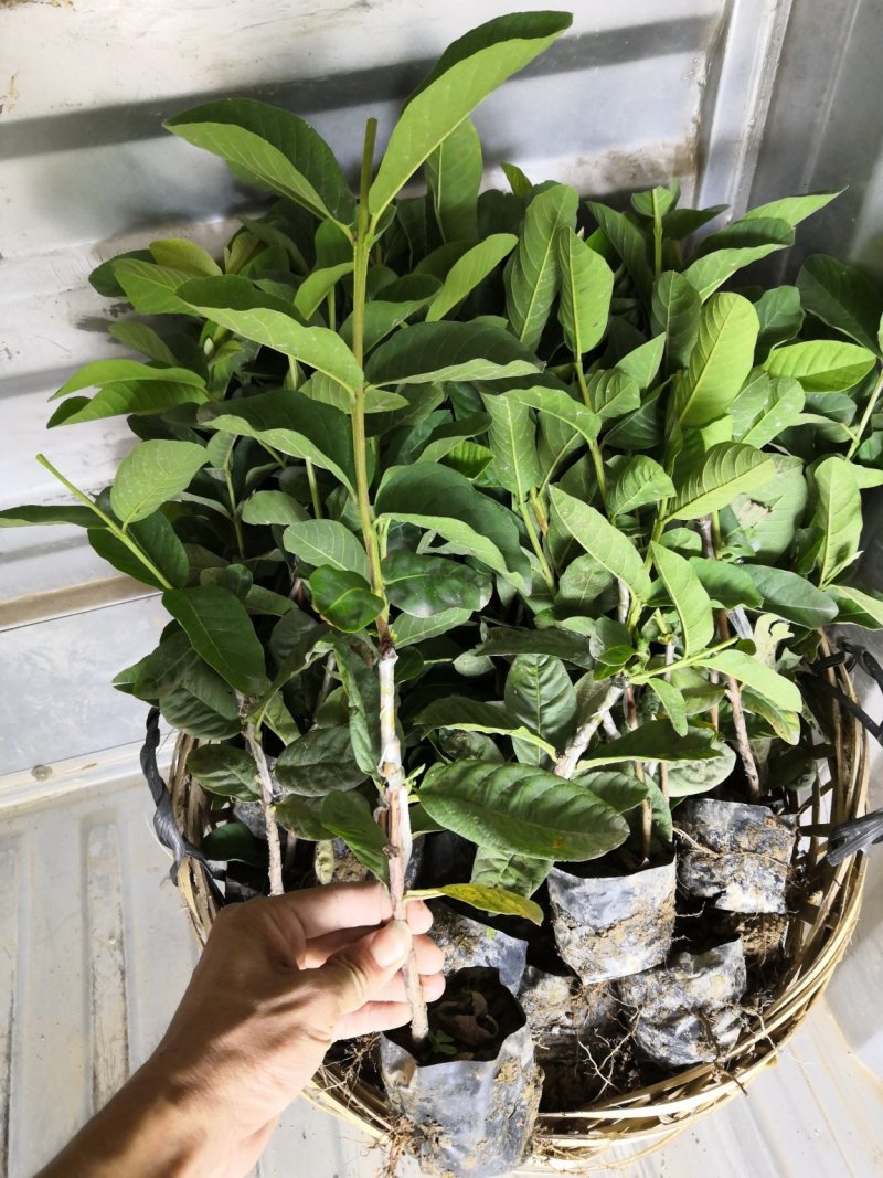 自家苗场嫁接的珍珠芭乐番石榴苗
