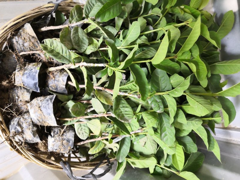 自家苗场嫁接的珍珠芭乐番石榴苗