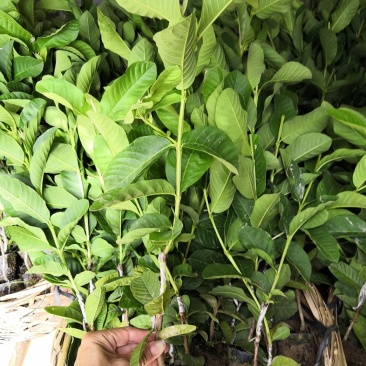自家苗场嫁接的珍珠芭乐番石榴苗