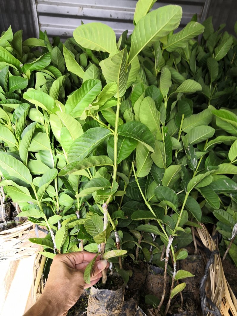 自家苗场嫁接的珍珠芭乐番石榴苗