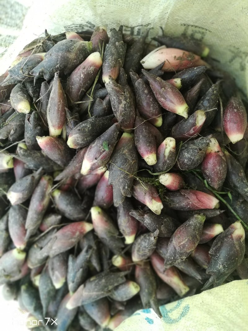 七星关区永康阳荷种植专业合作社