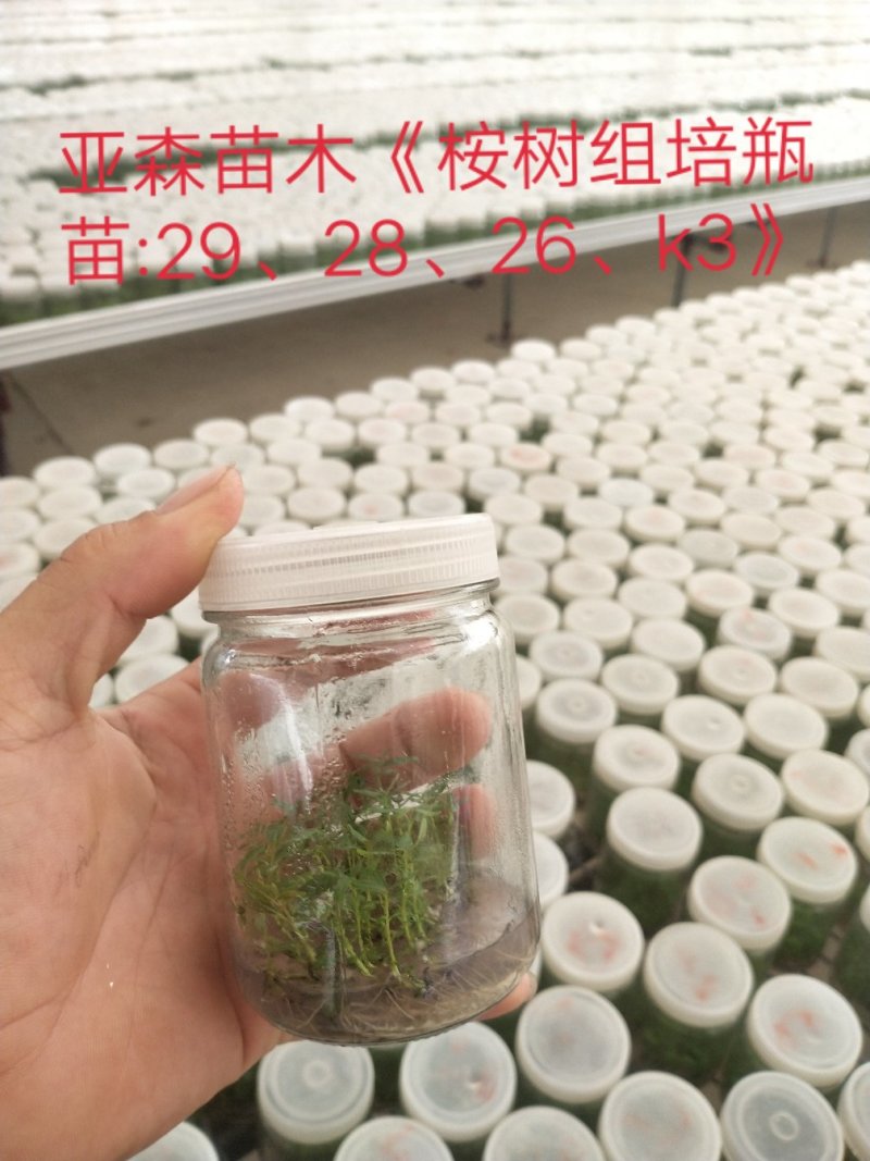 桉树苗28、26、29、广州1
