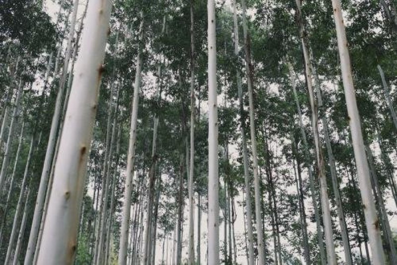 桉树苗28、26、29、广州1
